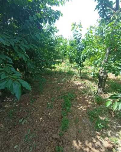 6.250.00 TL  Tek Tapu   Kirazlık - Arazi | Zero Emlak - Fotoğraf 5 Arka Plan