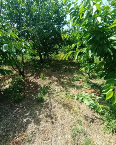 6.250.00 TL  Tek Tapu   Kirazlık - Arazi | Zero Emlak - Fotoğraf 6 Arka Plan